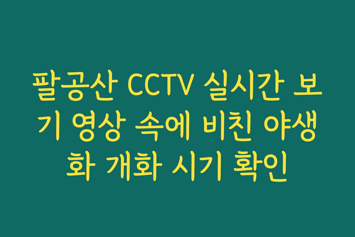 팔공산 CCTV 실시간 보기 영상 속에 비친 야생화 개화 시기 확인