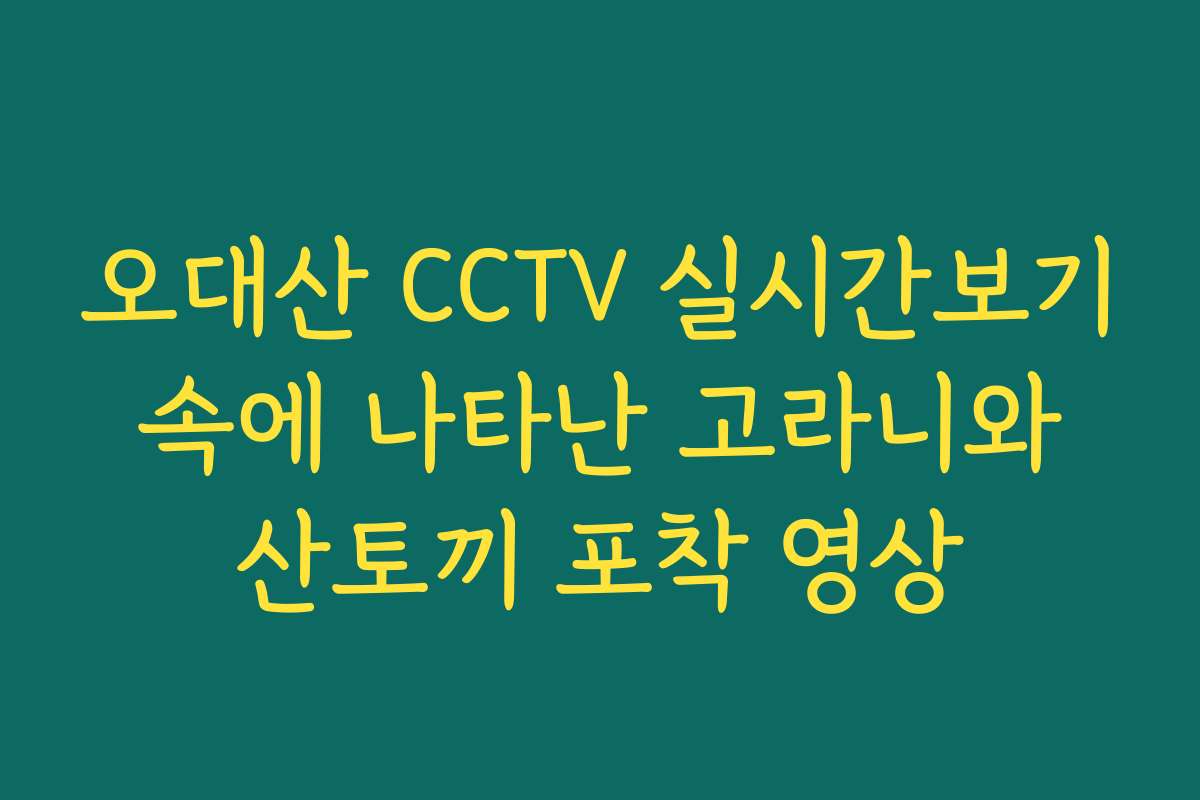 오대산 CCTV 실시간보기 속에 나타난 고라니와 산토끼 포착 영상