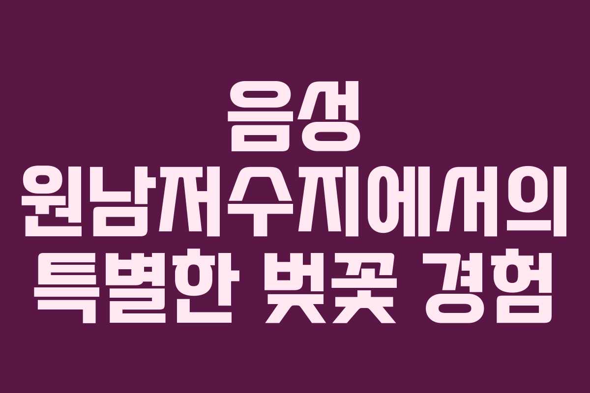 음성 원남저수지에서의 특별한 벚꽃 경험