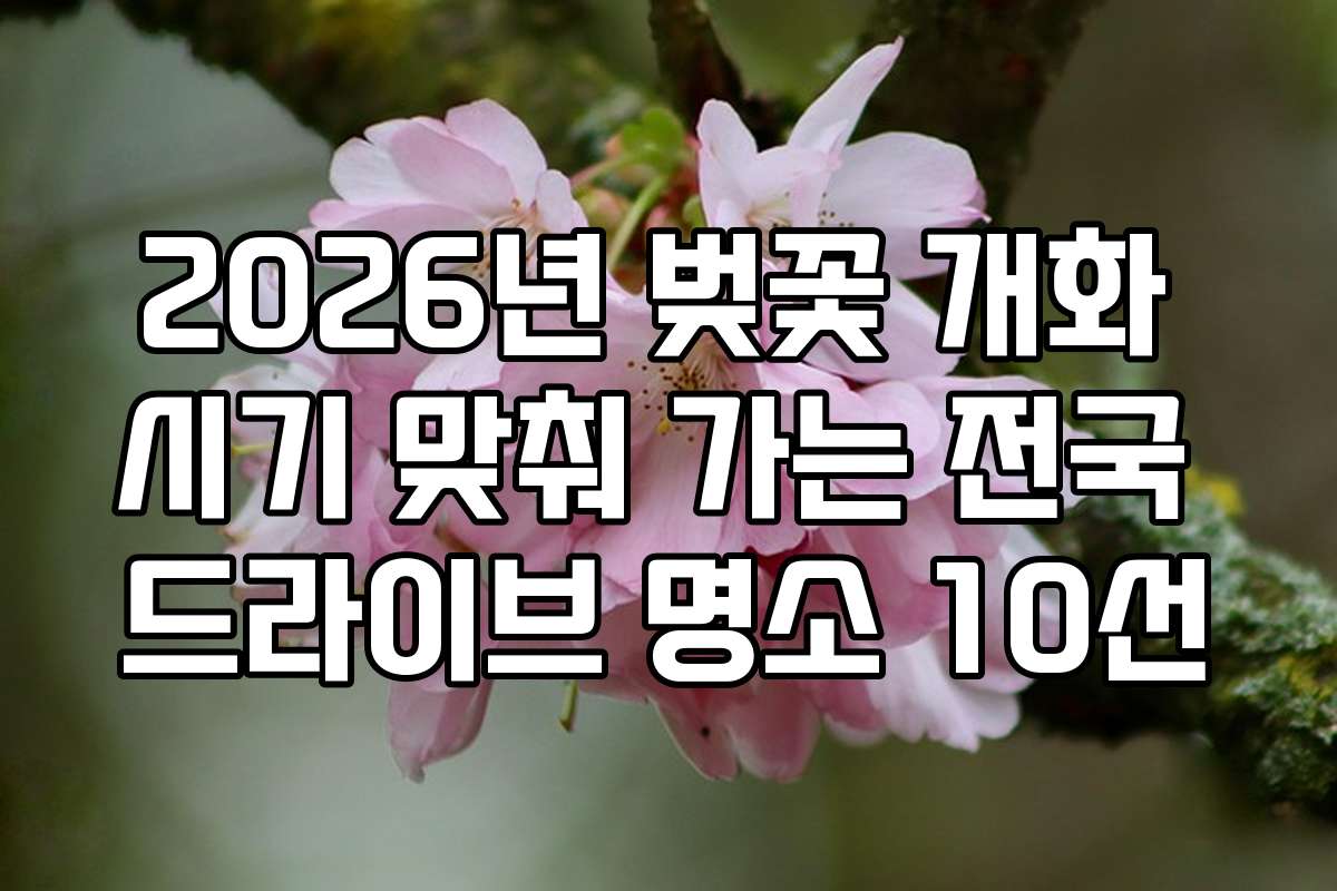 2026년 벚꽃 개화 시기 맞춰 가는 전국 드라이브 명소 10선