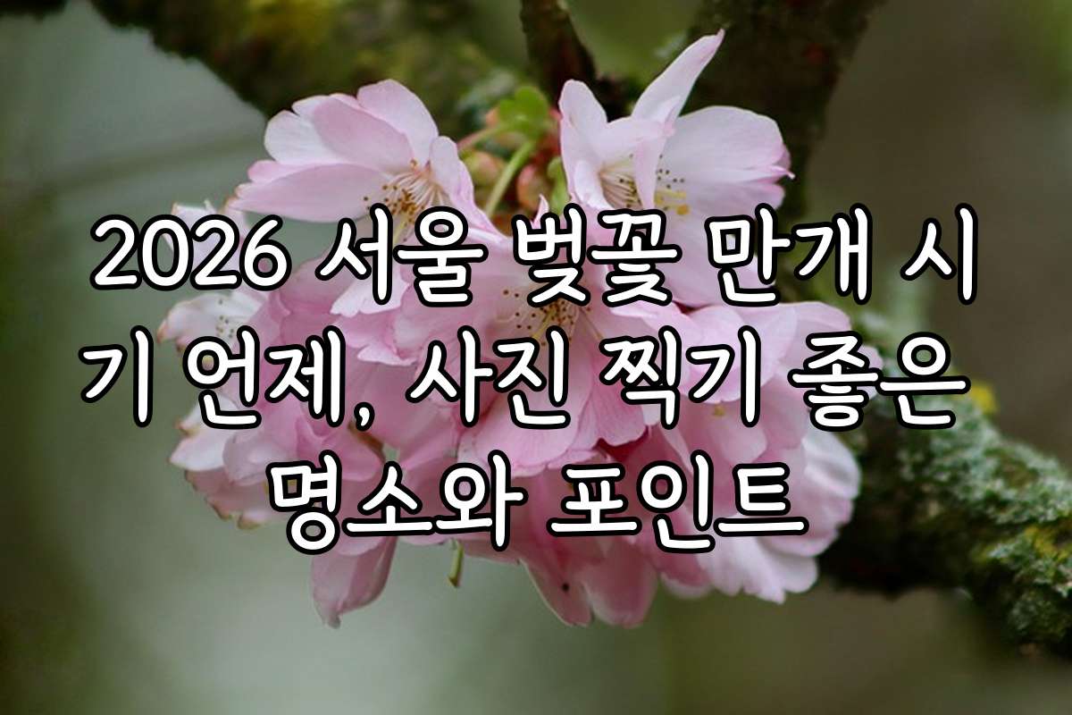 2026 서울 벚꽃 만개 시기 언제, 사진 찍기 좋은 명소와 포인트