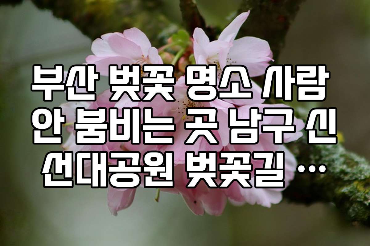 부산 벚꽃 명소 사람 안 붐비는 곳 남구 신선대공원 벚꽃길 코스