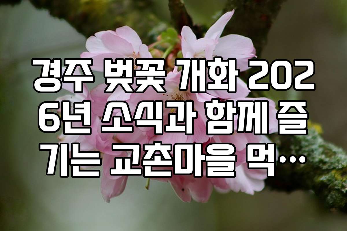 경주 벚꽃 개화 2026년 소식과 함께 즐기는 교촌마을 먹거리