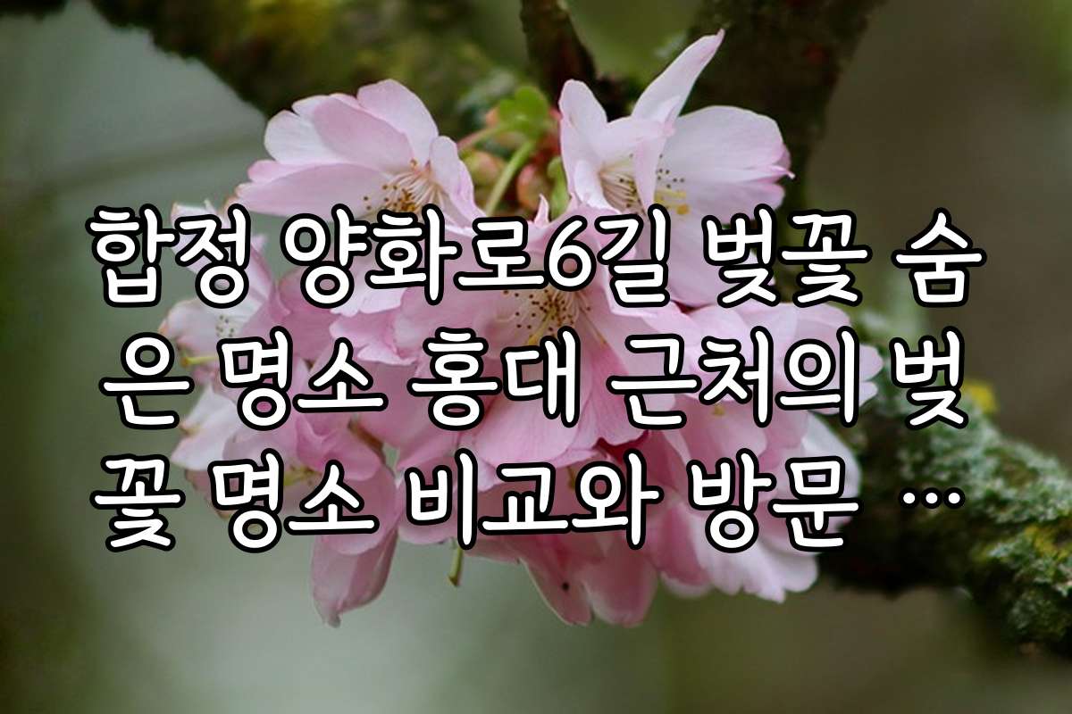 합정 양화로6길 벚꽃 숨은 명소 홍대 근처의 벚꽃 명소 비교와 방문 후기