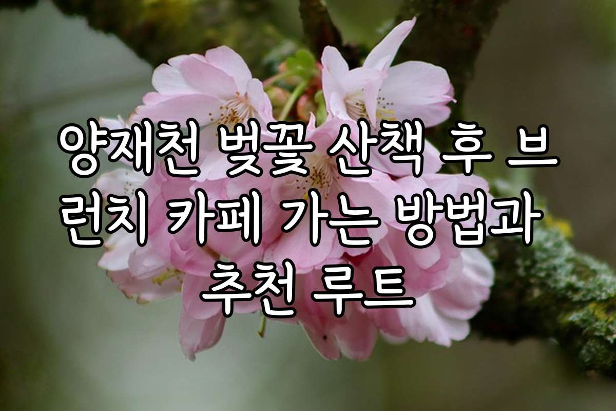 양재천 벚꽃 산책 후 브런치 카페 가는 방법과 추천 루트