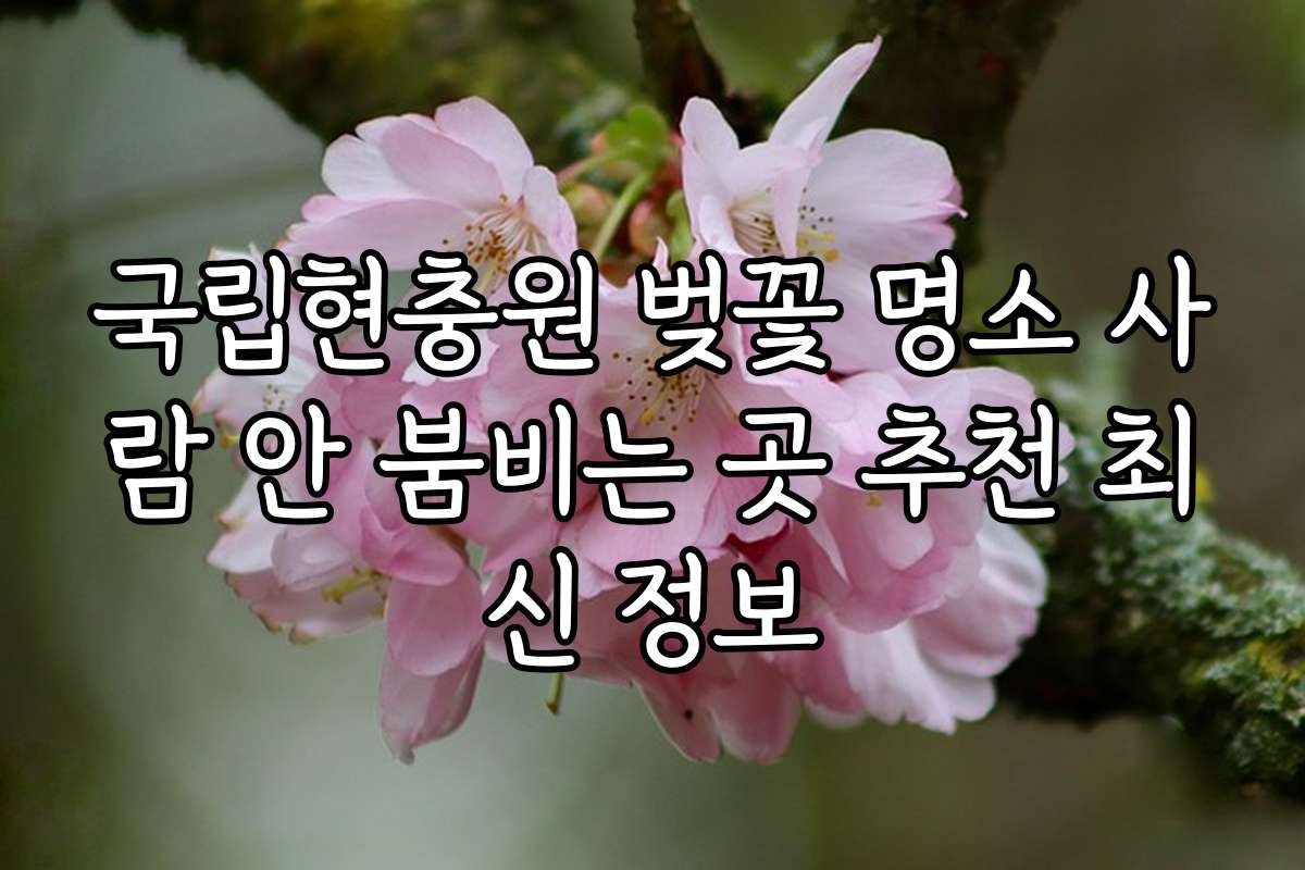 국립현충원 벚꽃 명소 사람 안 붐비는 곳 추천 최신 정보