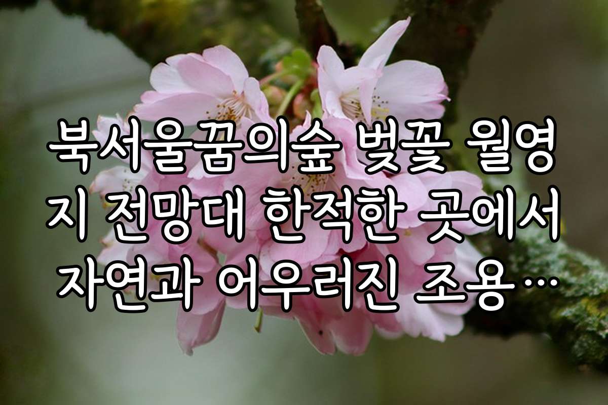 북서울꿈의숲 벚꽃 월영지 전망대 한적한 곳에서 자연과 어우러진 조용한 산책로 소개