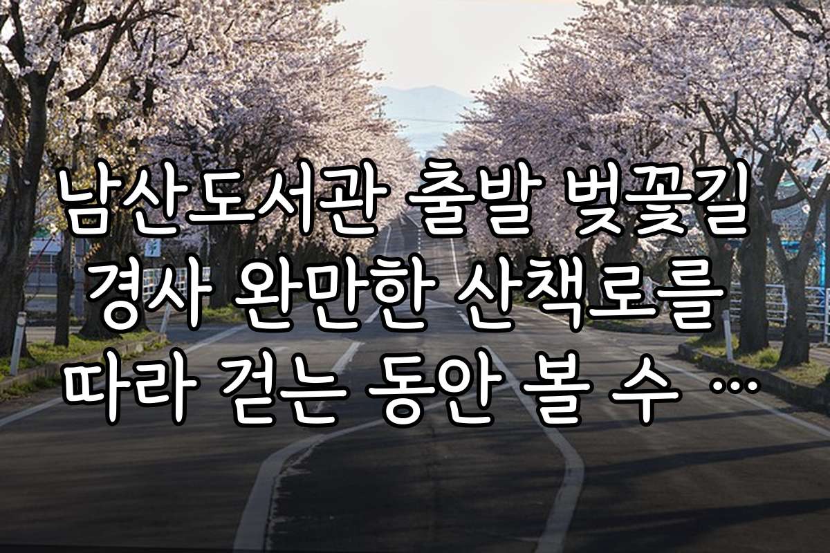 남산도서관 출발 벚꽃길 경사 완만한 산책로를 따라 걷는 동안 볼 수 있는 계절별 자연 변화와 관찰 포인트