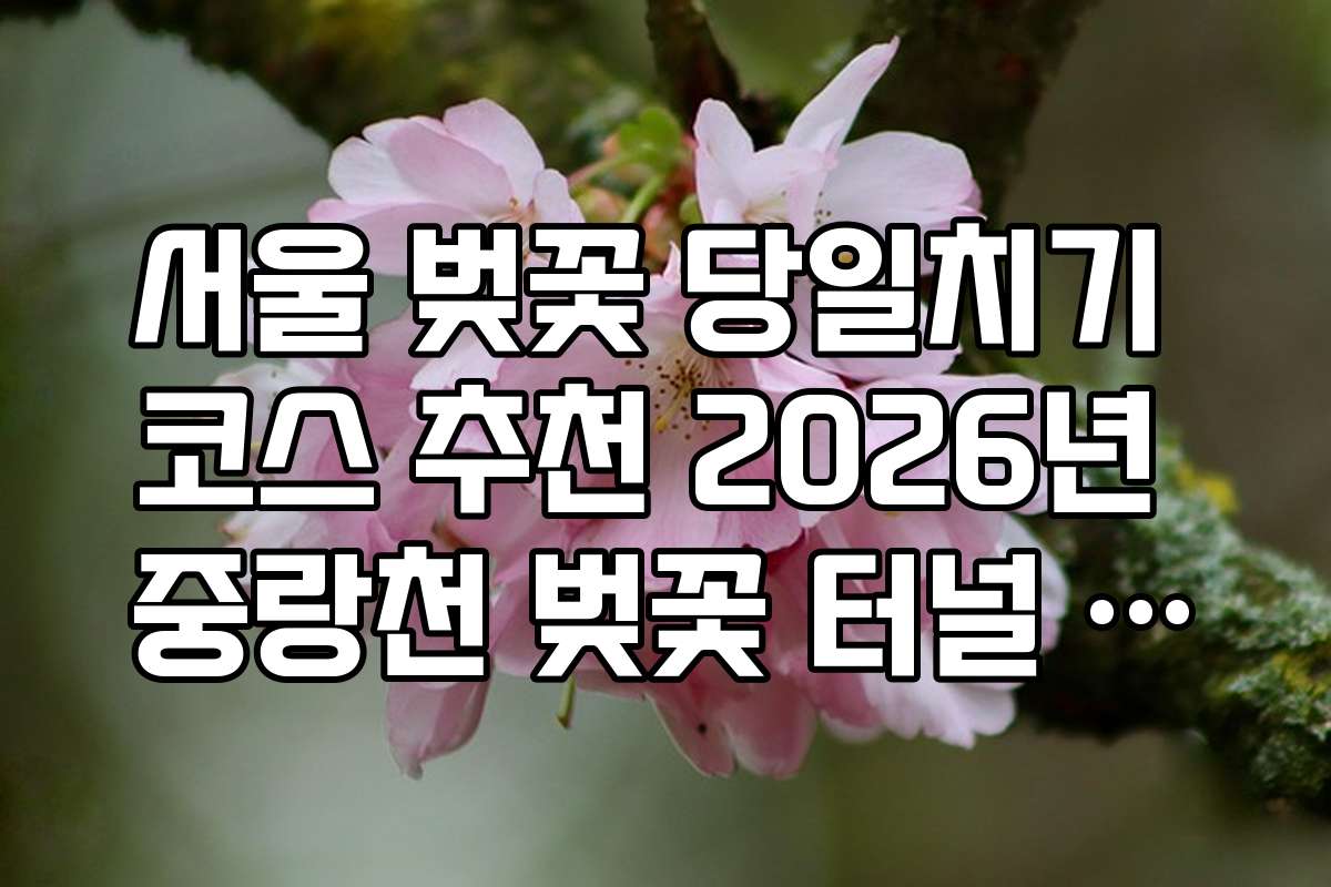 서울 벚꽃 당일치기 코스 추천 2026년 중랑천 벚꽃 터널 자전거 라이딩