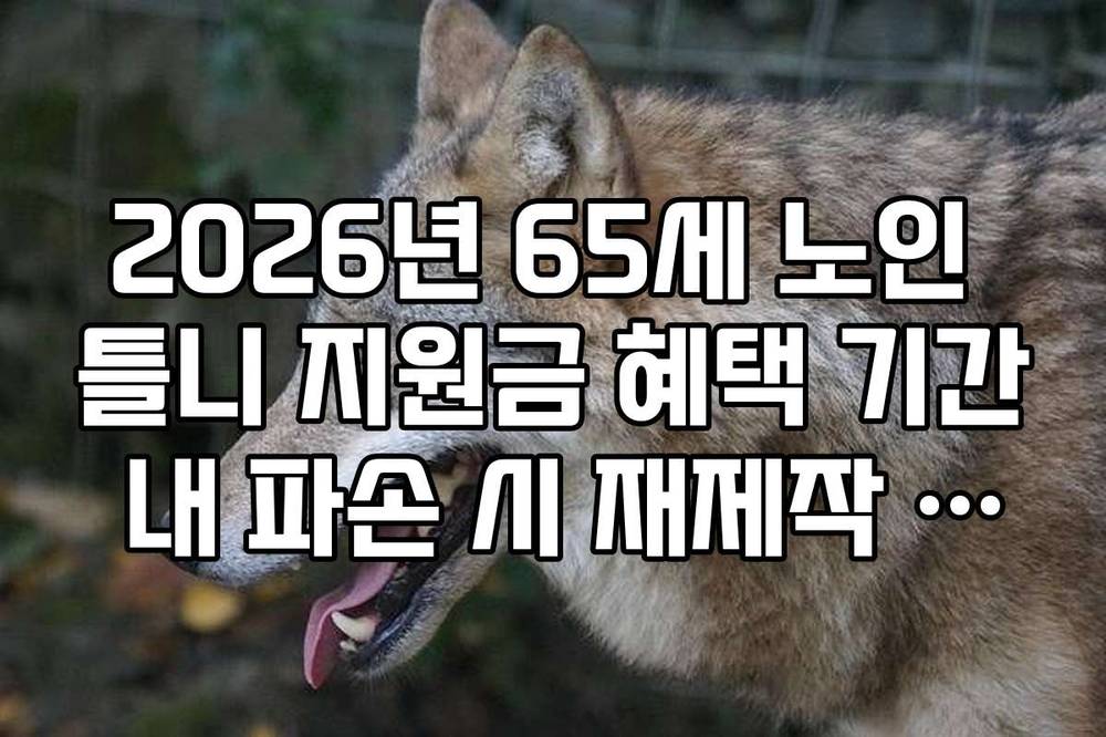 2026년 65세 노인 틀니 지원금 혜택 기간 내 파손 시 재제작 가능 조건