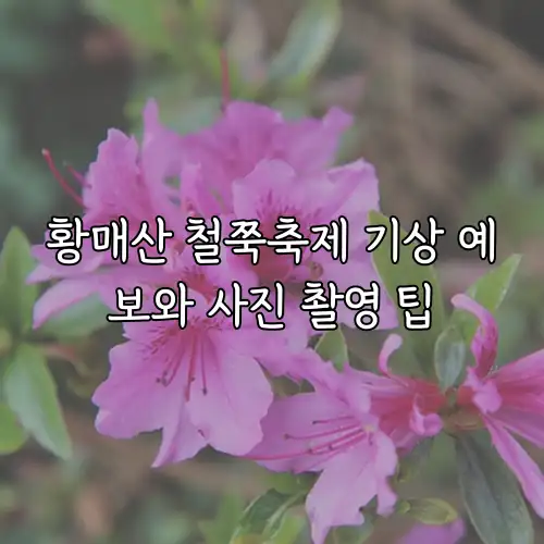 황매산 철쭉축제 기상 예보와 사진 촬영 팁